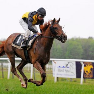 gallop, horse, horse racing